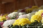 京の菊　嵯峨菊