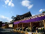 京の菊　嵯峨菊