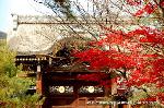 京の菊　嵯峨菊