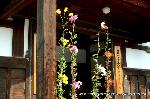 京の菊　嵯峨菊