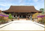 京の菊　嵯峨菊