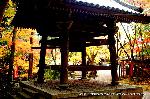 秋の物見遊山 / 紅葉見・観楓 : 鐘楼から境内が見渡せる