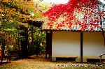 泉涌寺　紅葉の歩きかた : 大師堂の屋根に黄葉、背後に真っ赤な楓