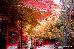 洛中黄葉街道 : 鳥居橋と境内案内図