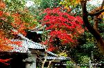 泉涌寺　紅葉の歩きかた