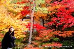 泉涌寺　紅葉の歩きかた : 御座所庭園