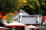 泉涌寺　紅葉の歩きかた : 御座所庭園の紅葉が見えている