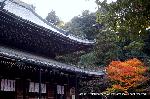 泉涌寺　紅葉の歩きかた