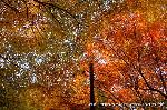 泉涌寺　紅葉の歩きかた