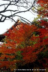 秋の物見遊山 / 紅葉見・観楓 : 講堂と五色楓