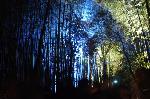 冬の蛍　嵐山花灯路 
