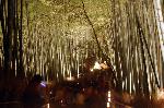 冬の蛍　嵐山花灯路 