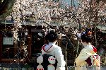 洛中洛外京桜図　一見さんの桜に通の桜　編　その四 : 桜のシーズンの到来です。新橋から白川沿いの石畳を歩くと、新芽の吹いた柳と満開間近のしだれ桜に出会う。場所柄、舞妓さんや芸妓さんにも出会え、尚一層華やかさを感じることが出来る。
白川沿いのお店で食事するも良し、ライトアップの夜桜を楽しみ一献やるもよい。