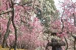 知られざる桜の見所 : 今日明日が見頃ですよ!

「梅が香を 桜の花に匂わせて　柳の枝に 咲かせてしがな 」(後拾遺和歌集(1086年奏覧)に中原致時(むねとき)の詠んだ和歌) 「　梅のよい香りを美しい桜の花に匂わせて、しなやかな柳の枝に咲かせたいものだ。」という、望ましいものを一ところに集める、現実にはできない理想を詠んだものであるが、城南宮のしだれ梅は、そのように神苑にはな開かせている。 