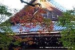 京都の秋 : 京都はまだまだ青モミジがほとんどですが、ぼちぼちと色づき始めています。
さて、どこが色づいているのか・・・・・探すのも大変、下見を重ねているなかで、やっと見つけました。
とはいえ、この一枝だけでしたが、紅葉の訪れを感じています。