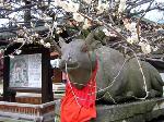 青梅の思い出 : 天神さんの梅苑・お土居が公開されています。
梅見のシーズンの到来ですね。老松の茶店でお菓子を頂かなくっちゃ。
1/23ー3月中旬　10:00-16:00  入苑料600円に茶席が含まれていてお得ですよ。