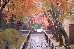 洛外紅葉街道　ドライブ計画 : 土日の紅葉狩はどこも沢山の人だった。
観光バスの入りにくい寺院探しが必要なようですね。
しかし、今日明日は雨!