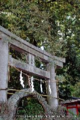 祇園祭　清々講社 : 7/31の茅の輪くぐり　祇園祭関係者が集まり最後の神事となる。
