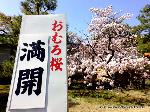 梅と松の北野さんと御霊信仰 : 15?16日頃までは美しいお多福桜が鑑賞できると予想されています。

        桜情報    4月11日午前9時
        御室桜　：　満開(9日夕方?)
        ソメイヨシノ　：　落下さかん
        枝垂れ桜　　：　散り初め



「春はこの境内の奥に八重桜多し、洛中洛外にて第一とす、吉野の山桜に対すべし、
…花見る人多くして日々群衆せり…」
儒学者・貝原益軒著　『京城勝覧』（けいじょうしょうらん）