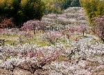 知られざる桜の見所 : 青谷梅林は、
「風かよふ 綴喜の里の 梅が香を 空にへだつる 中垣ぞなき」
と、後醍醐天皇の皇子宗良親王の歌が詠まれていることから、
鎌倉末期には梅林があったと謂われています。
また、徳川時代に淀藩より梅樹栽培の奨励を受け、大いに植樹されたとも伝えられています。明治33年青谷梅林保勝会を設立され、梅林の保護と宣伝につとめたことから花見客は多くなり、
今では近畿の名勝地となっています。
☆★☆★ 青谷梅林梅まつり  -春は城陽から- ☆★☆★
■開催日時:2015/2/221?3/22     10:00?15:00
■開催場所:青谷梅林 城陽市中中山中ノ郷
■入 場 料:入場自由