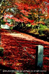近場で紅葉狩 : 山科毘沙門堂の勅使坂の敷もみじが見頃となっています。
今年のJR東海キャンペーンでゆるりとは楽しみにくくなりましたが、例年のように勅使門に向かう坂が赤い絨毯になりました。
見頃時期もづれたお蔭で、これから京都の方の出番では。


毘沙門堂

京都市山科区安朱稲荷山町18
075-581-0328
http://bishamon.or.jp/