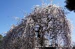 京都宗教音楽・声明 : 3月22日は国宝千本釈迦堂(大報恩寺)を訪ねられてはどうだろうか。
国宝に指定されている本堂「釈迦堂」に無料で入れ、「千本釈迦念仏」の声明を聞き、後追いながら唱えられると清清しくなれる上、開花した釈迦堂前の阿亀桜(おかめざくら)も、見ごろにはあと一息かも知れないが、お花見もできてありがたい一日となります。
千本釈迦念仏とは、本尊釈迦如来坐像をまつり､
国宝千本釈迦堂の名で親しまれる真言宗智山派・大報恩寺で行われる念仏法要。
吉田兼好の「徒然草」にも書かれた念仏会のこと。
