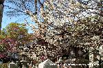 観梅　城南宮の枝垂れ梅 : 鳥居や燈籠にかかる紅梅・白梅