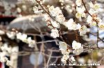 観梅　城南宮の枝垂れ梅