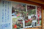 観梅　城南宮の枝垂れ梅 : 光源氏の六条院の庭を模したと・・・