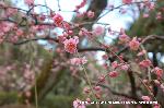 観梅　城南宮の枝垂れ梅