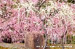 観梅　城南宮の枝垂れ梅 : 紅梅・白梅入り乱れて