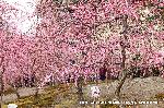 洛中洛外京桜図　一見さんの桜に通の桜　編　その二 : これだけの枝垂れ梅の梅林は見たことがない