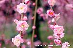 洛中洛外京桜図　一見さんの桜に通の桜編　その一 : 近づくと八重と一重があるのに気づく