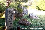 観梅　城南宮の枝垂れ梅 : 城南離宮の庭