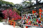 観梅　京の梅かほる : カラフルなおみくじが結ばれている