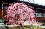 知られざる桜の見所 : 本堂を背にする枝垂れ梅