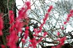 花と言えば梅