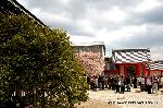 花と言えば梅 : 左近の桜　右近の橘