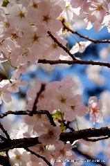 洛中洛外京桜図　一見さんの桜に通の桜　編　その四