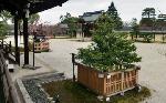 花と言えば梅 : 左近の梅　右近の橘