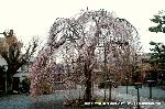 おかめ桜に千本釈迦念仏 : 遺教経会の日の阿亀桜