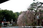 おかめ桜に千本釈迦念仏 : 阿亀桜におかめ塚