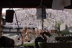 おかめ桜に千本釈迦念仏 : 手水舎から望む御幸桜に包まれる羅漢像