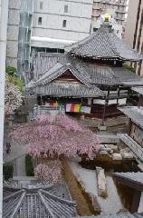 おかめ桜に千本釈迦念仏 : 御幸桜
