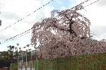 おかめ桜に千本釈迦念仏 : 枝垂桜