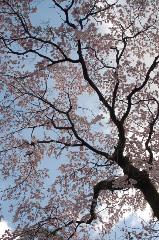 おかめ桜に千本釈迦念仏 : 岡崎桜馬場通沿いに咲く大木の枝垂桜。
