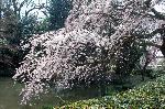 知られざる桜の見所 : 池に這う糸桜