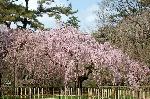 おかめ桜に千本釈迦念仏 : 糸桜