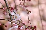おかめ桜に千本釈迦念仏 : 糸桜