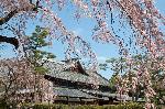 おかめ桜に千本釈迦念仏 : 旧武徳電と枝垂桜。